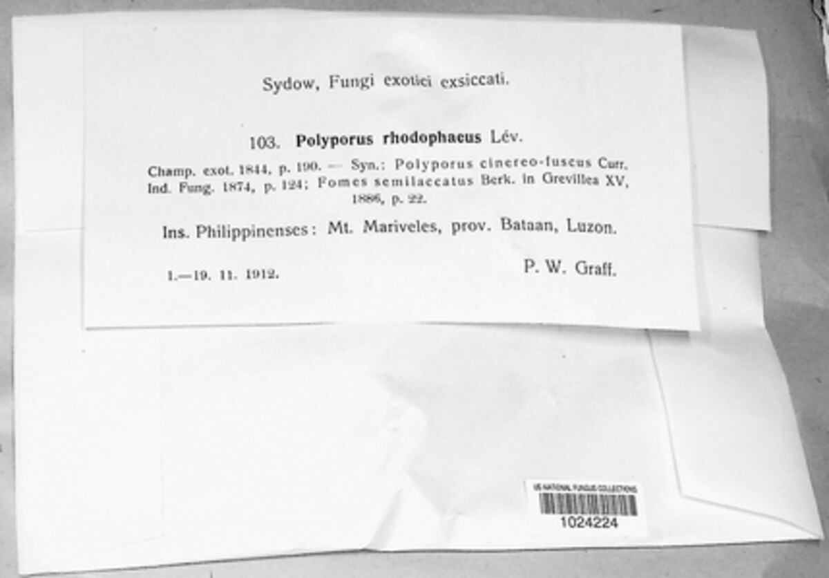 Polyporus rhodophaeus image